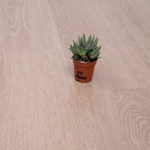 Pateel Parquet 2502 (Chinese)